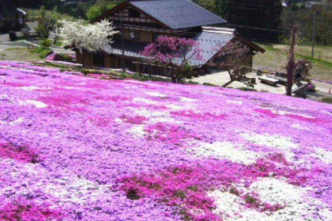 國田家の芝桜